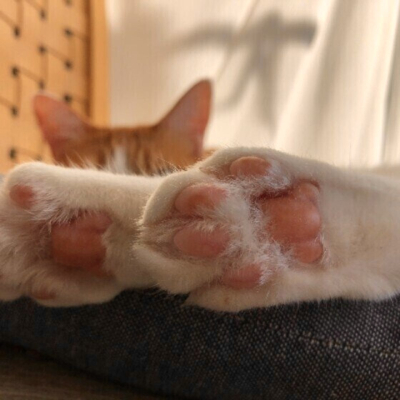 2923