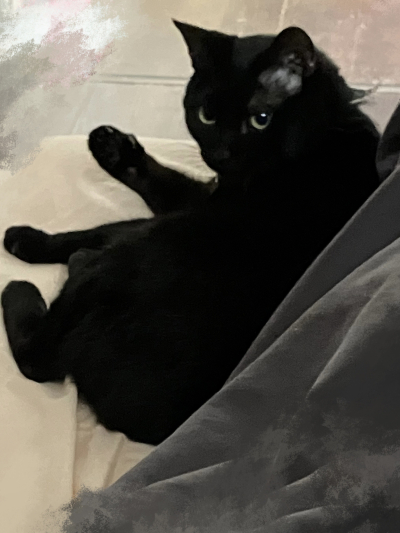 伊月