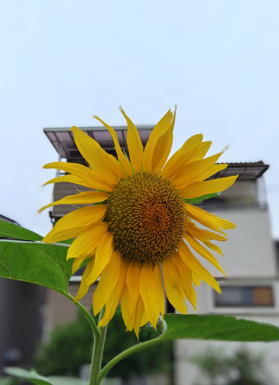 みちる