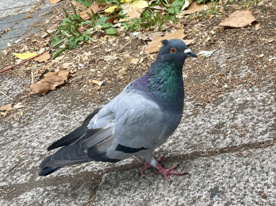 ミツバ