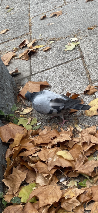 ミツバ