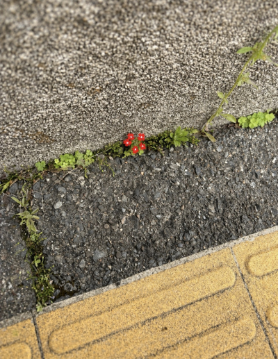 風羽