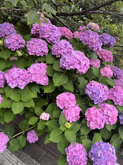 花楓