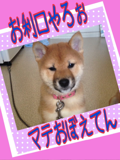 ツヨシ